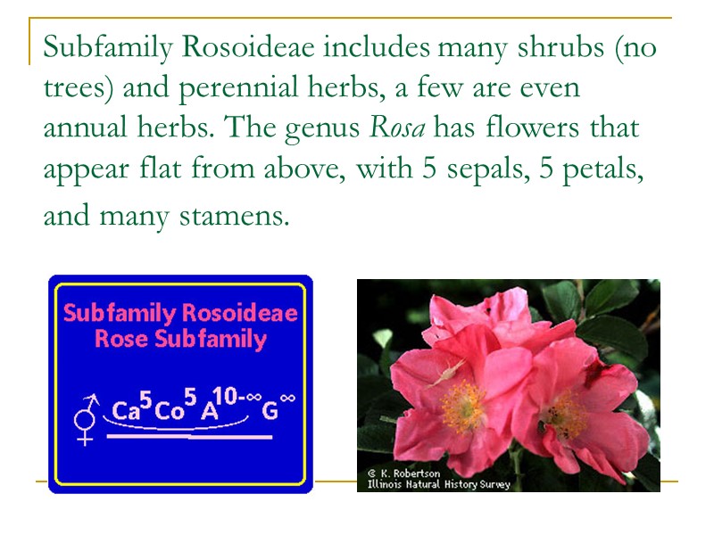 Subfamily Rosoideae includes many shrubs (no trees) and perennial herbs, a few are even